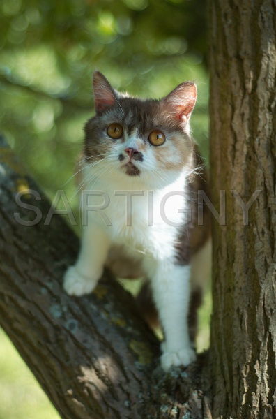 BRITISH SHORTHAIR 083.jpg